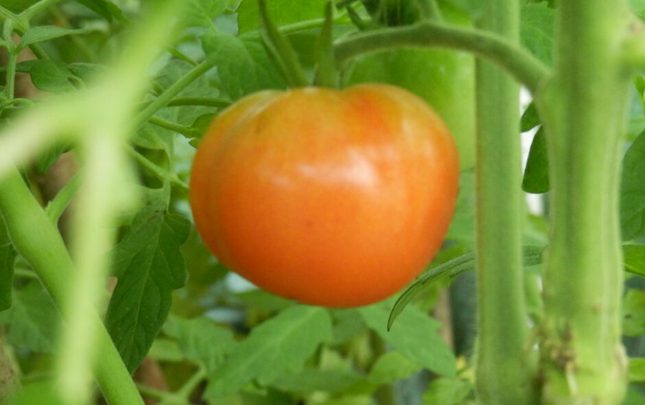 Tomaten update