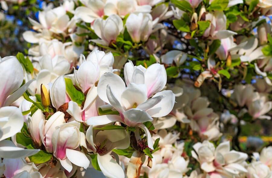 Veelzijdige magnolia